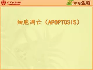 apoptosis