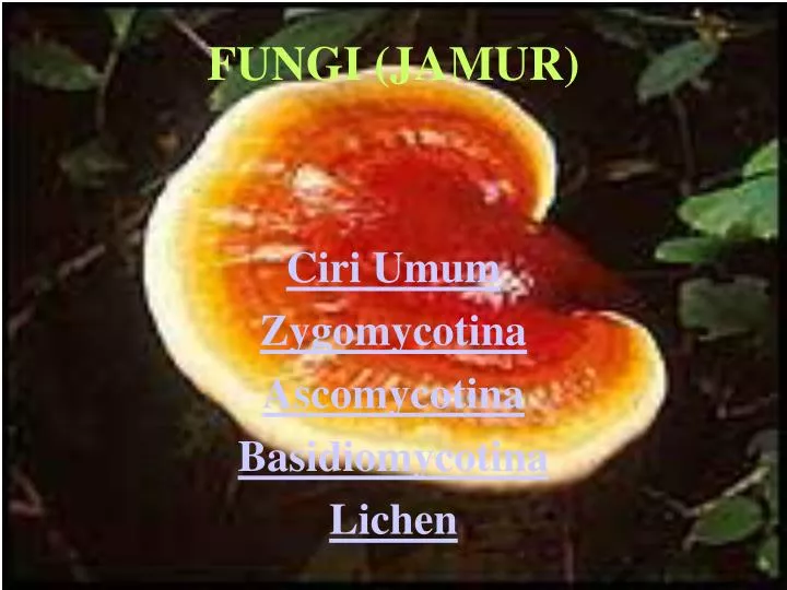 fungi jamur