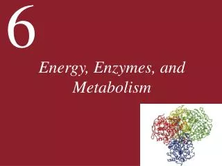Energy, Enzymes, and Metabolism