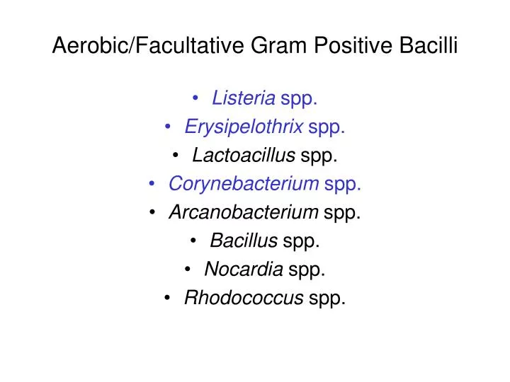 aerobic facultative gram positive bacilli
