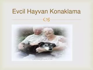 evcil hayvan konaklama