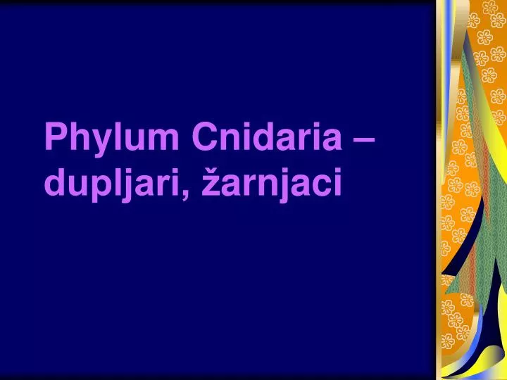 phylum cnidaria dupljari arnjaci
