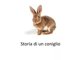 storia di un coniglio