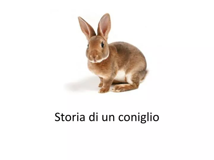 storia di un coniglio