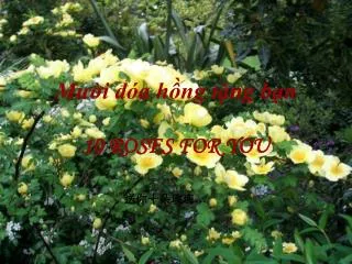 m i a h ng t ng b n 10 roses for you