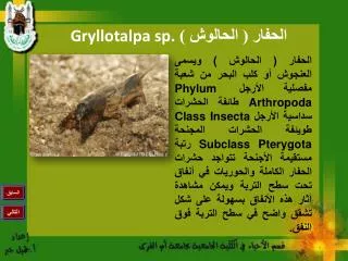 gryllotalpa sp