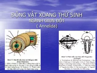 ng v t xoang th sinh ng nh giun t annelida