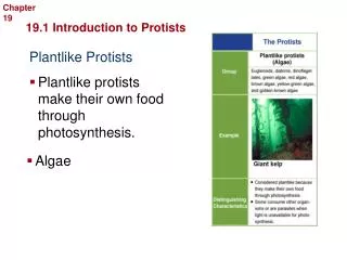 Plantlike Protists