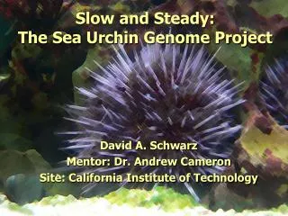 Slow and Steady: The Sea Urchin Genome Project