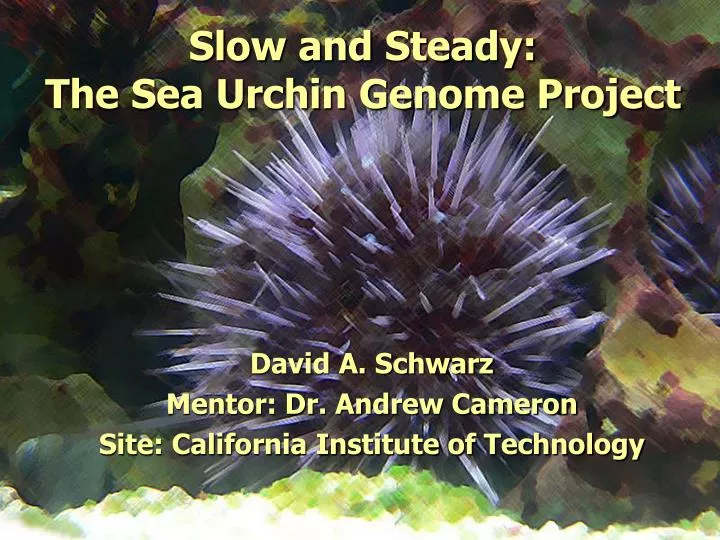 slow and steady the sea urchin genome project