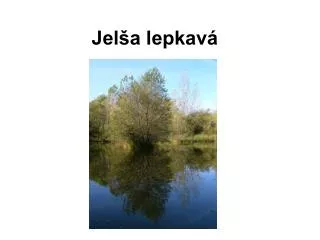 jel a lepkav