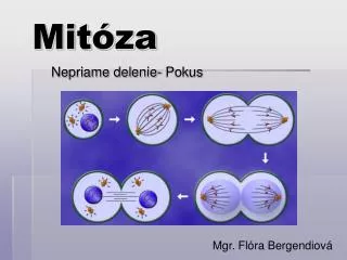 mit za