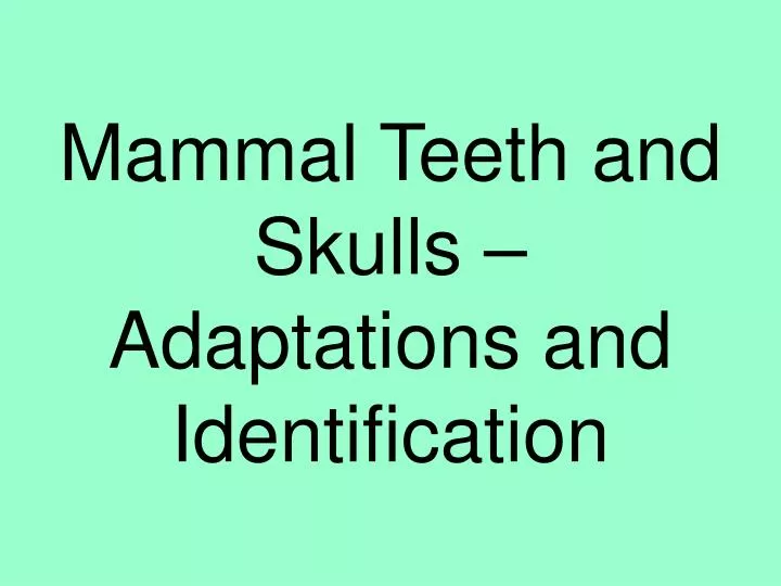 mammal teeth and skulls adaptations and identification