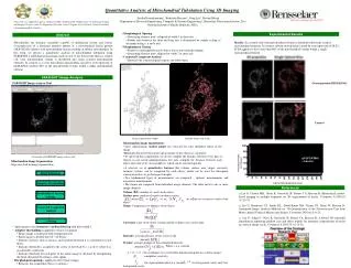 Quantitative Analysis of Mitochondrial Tubulation Using 3D Imaging