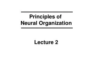 Principles of Neural Organization Lecture 2