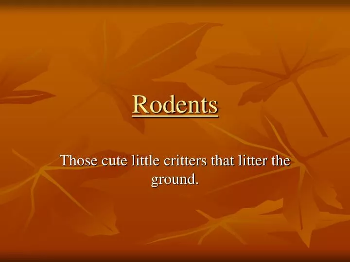 rodents