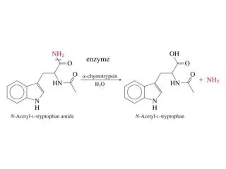 enzyme