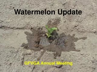Watermelon Update