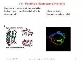 V11: Folding of Membrane Proteins