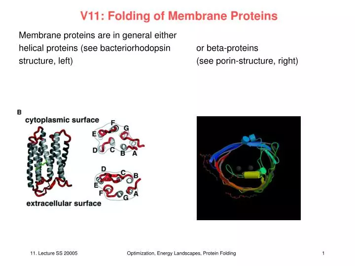 v11 folding of membrane proteins