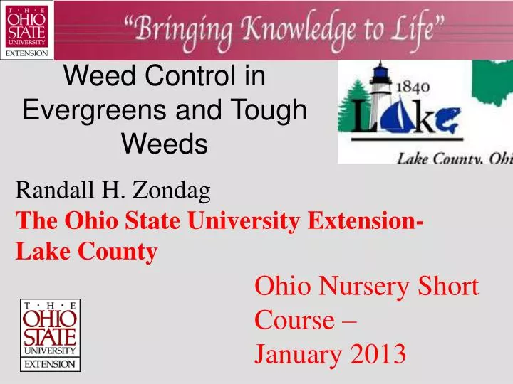weed control in evergreens and tough weeds