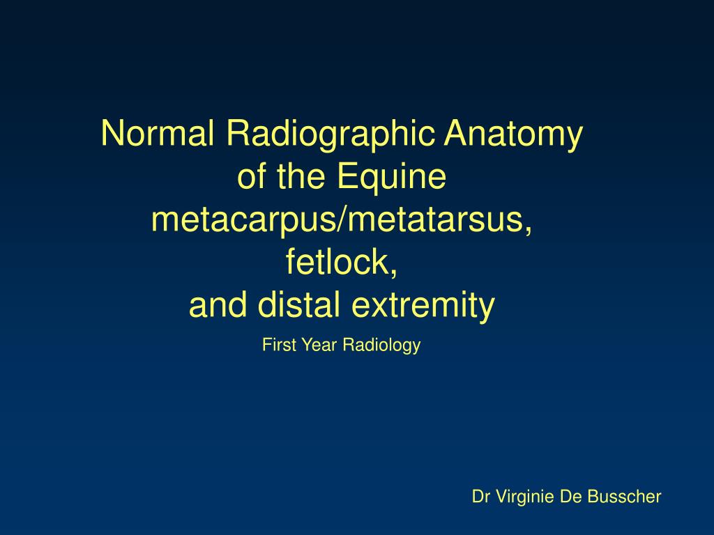 PPT - Normal Radiographic Anatomy of the Equine metacarpus/metatarsus ...