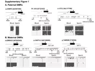 A. Paternal DMRs