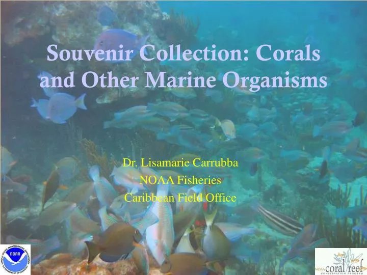 souvenir collection corals and other marine organisms