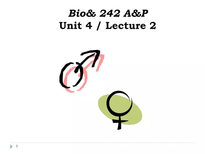 bio 242 a p unit 4 lecture 2