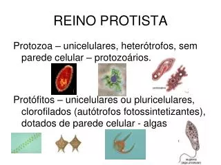 reino protista