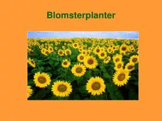 blomsterplanter