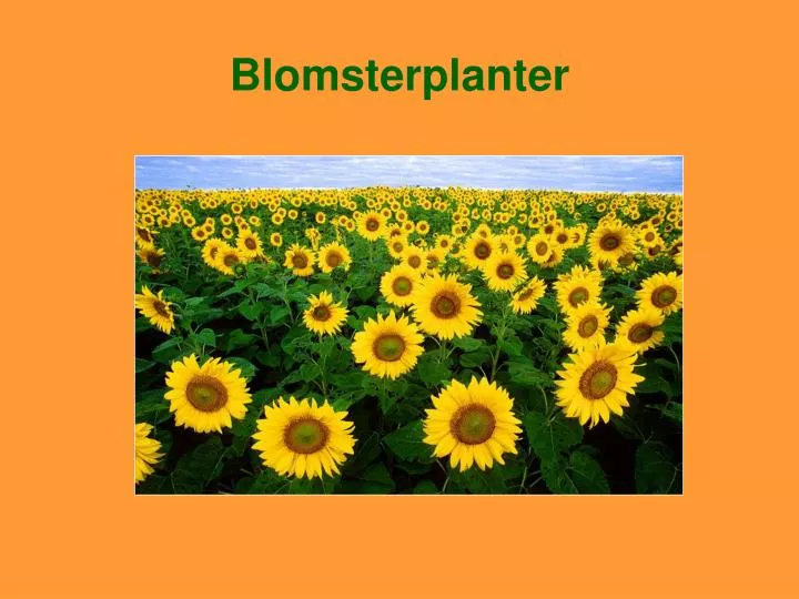 blomsterplanter