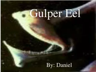 Gulper Eel
