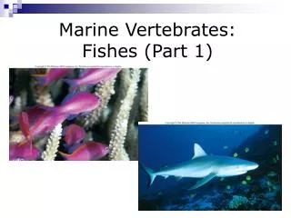 Marine Vertebrates: Fishes (Part 1)