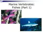 Marine Vertebrates: Fishes (Part 1) - slide 1