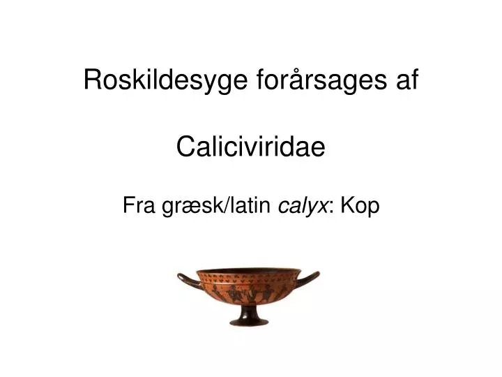 roskildesyge for rsages af caliciviridae