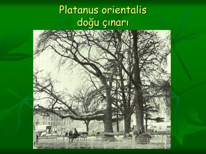 platanus orientalis do u nar