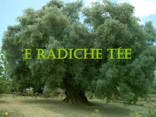 e radiche t e