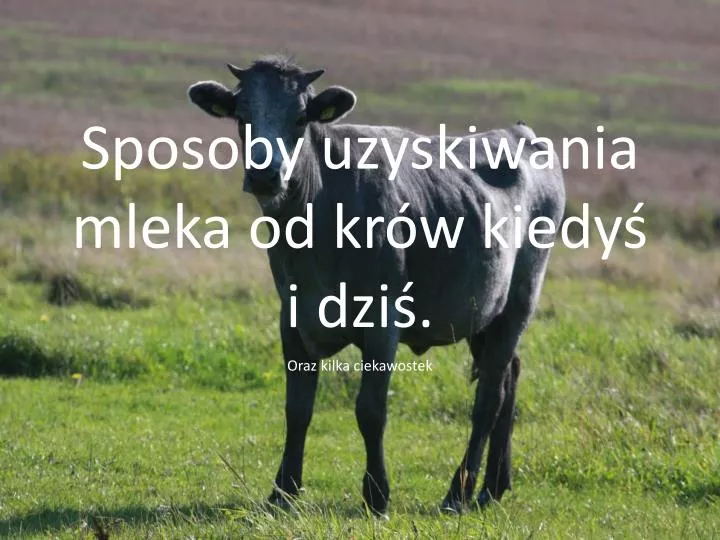 sposoby uzyskiwania mleka od kr w kiedy i dzi