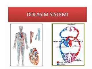 dola im s stem