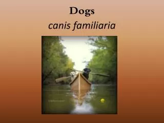 Dogs canis familiaria
