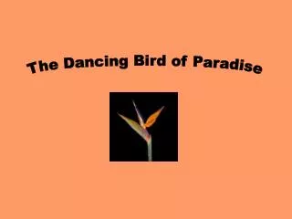 The Dancing Bird of Paradise