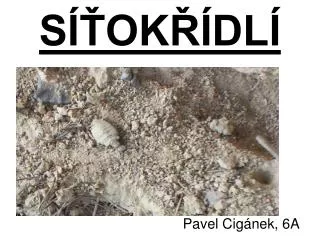 pavel cig nek 6a