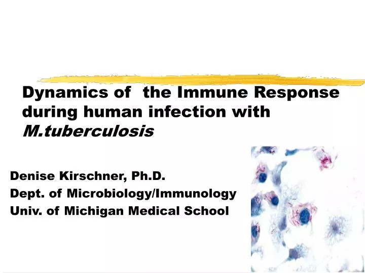 dynamics of the immune response during human infection with m tuberculosis