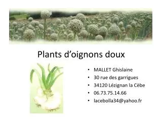 plants d oignons doux