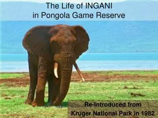 The Life of INGANI in Pongola Game Reserve