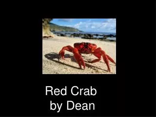 Red Crab by Dean