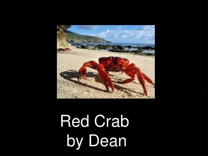 red crab by dean