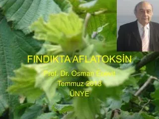 findikta aflatoks n