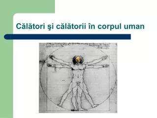 c l tori i c l torii n corpul uman